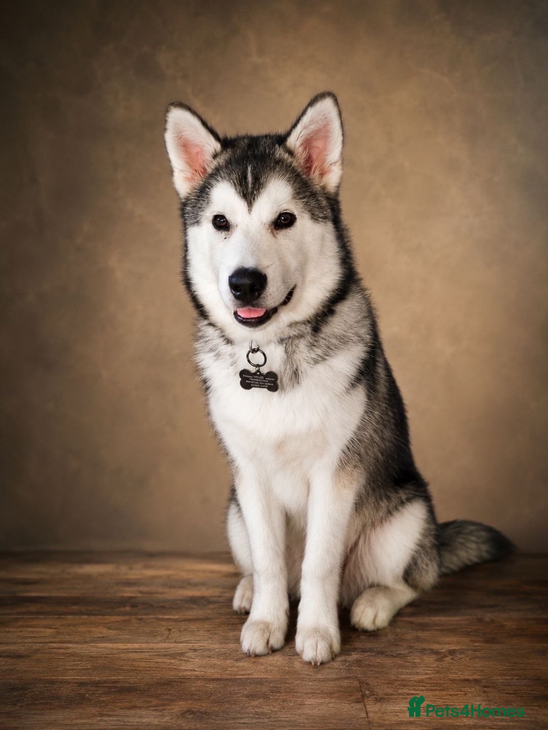 Alaskan Malamute dogs 4 month old Alaskan malamute  - Advert 1