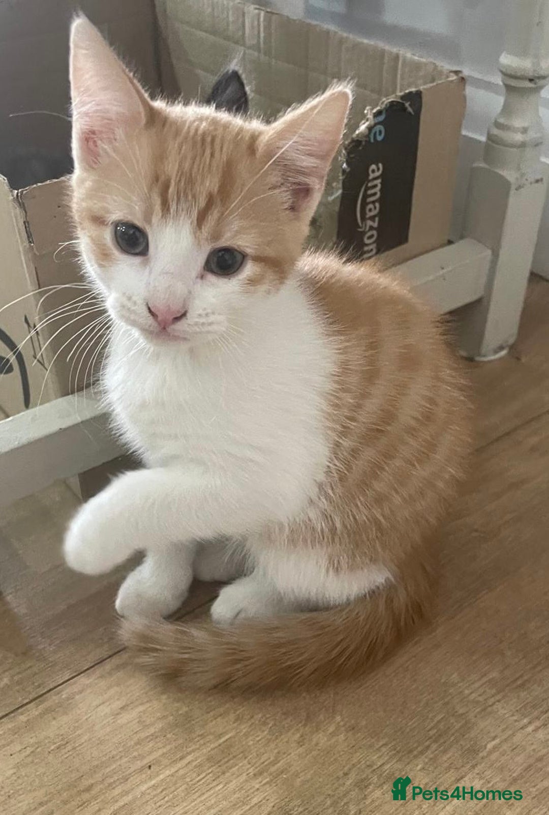 Mixed Breed cats for sale: 2 kittens  in Grays - Image 2