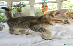 Mixed Breed cats for sale: Beautiful friendly kittens for sale - Image 11