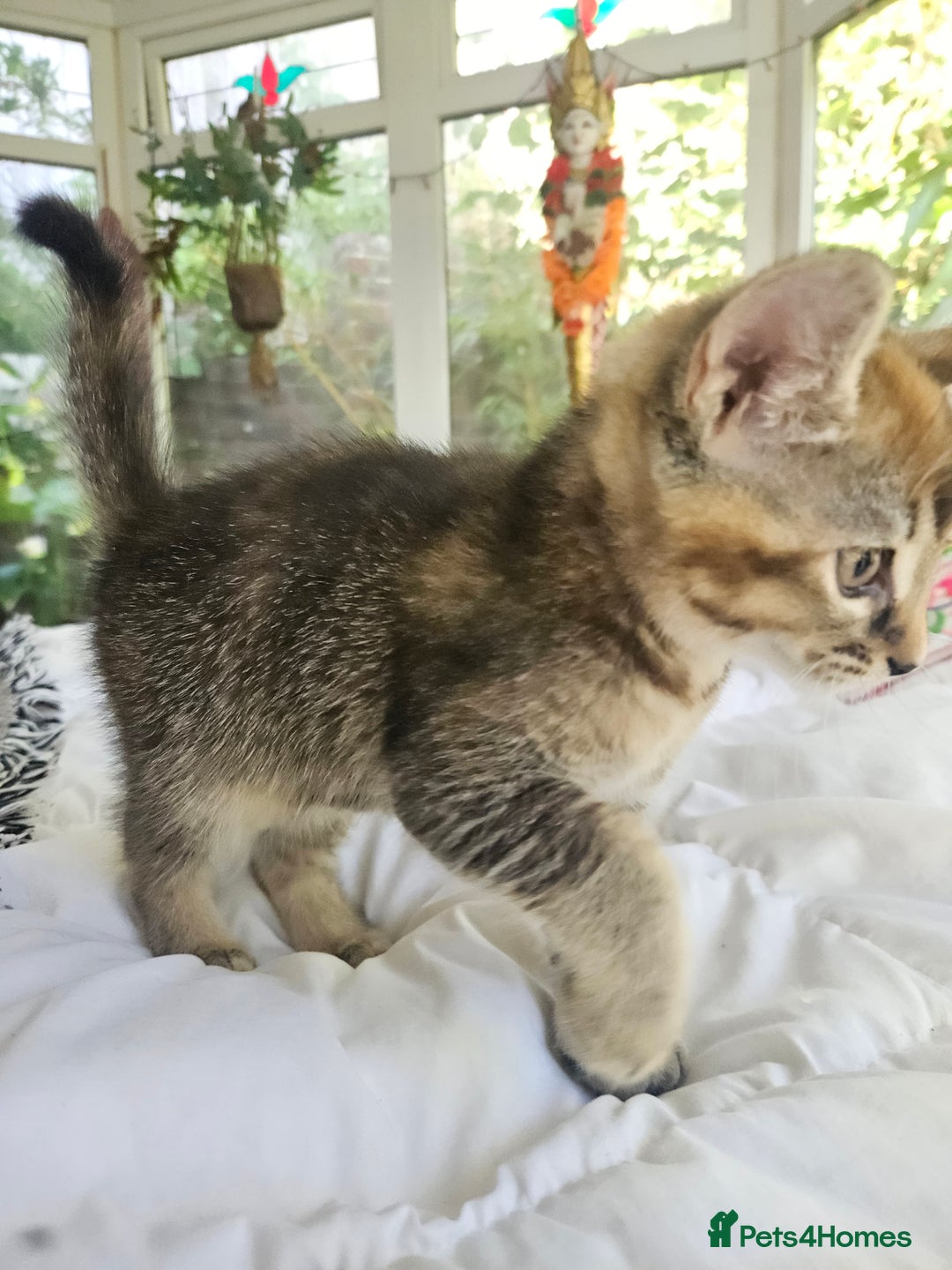 Mixed Breed cats for sale: Beautiful friendly kittens for sale - Image 11