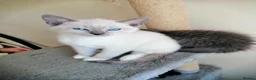 Russian Blue cats for sale: beautiful kittens😻😍 - Advert 6