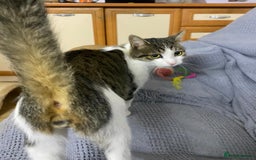 Mixed Breed cats for adoption: NOSE - a Lovely boy, for a Loving Home - Image 8
