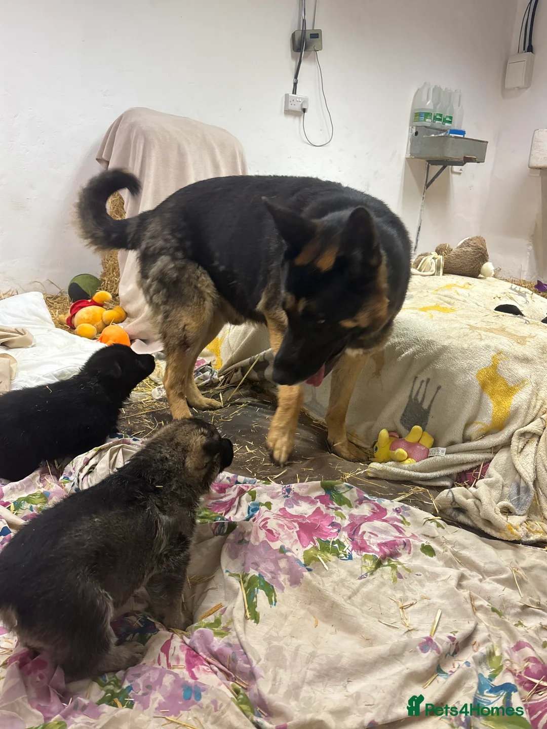 German Shepherd dogs for sale: Beautiful German Shepard puppies - Advert 23