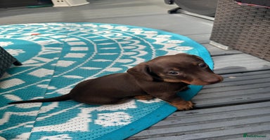 Dachshund dogs - Advert 8