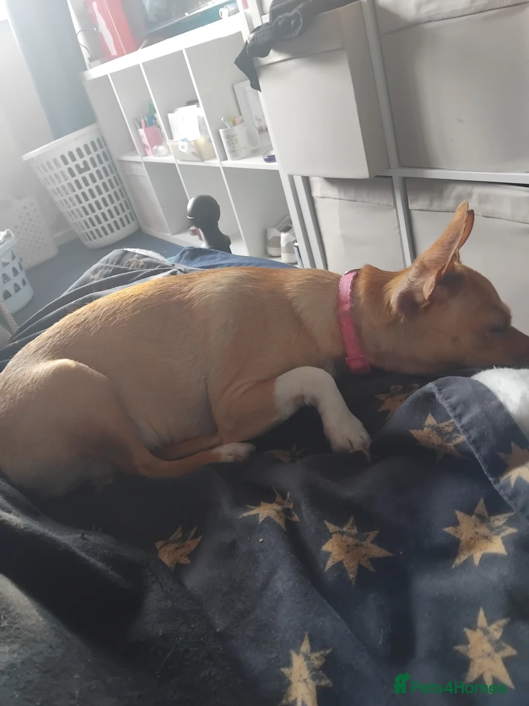Mixed Breed dogs for sale: Beautiful Chiuaua cross for sale in Kidderminster - Advert 2
