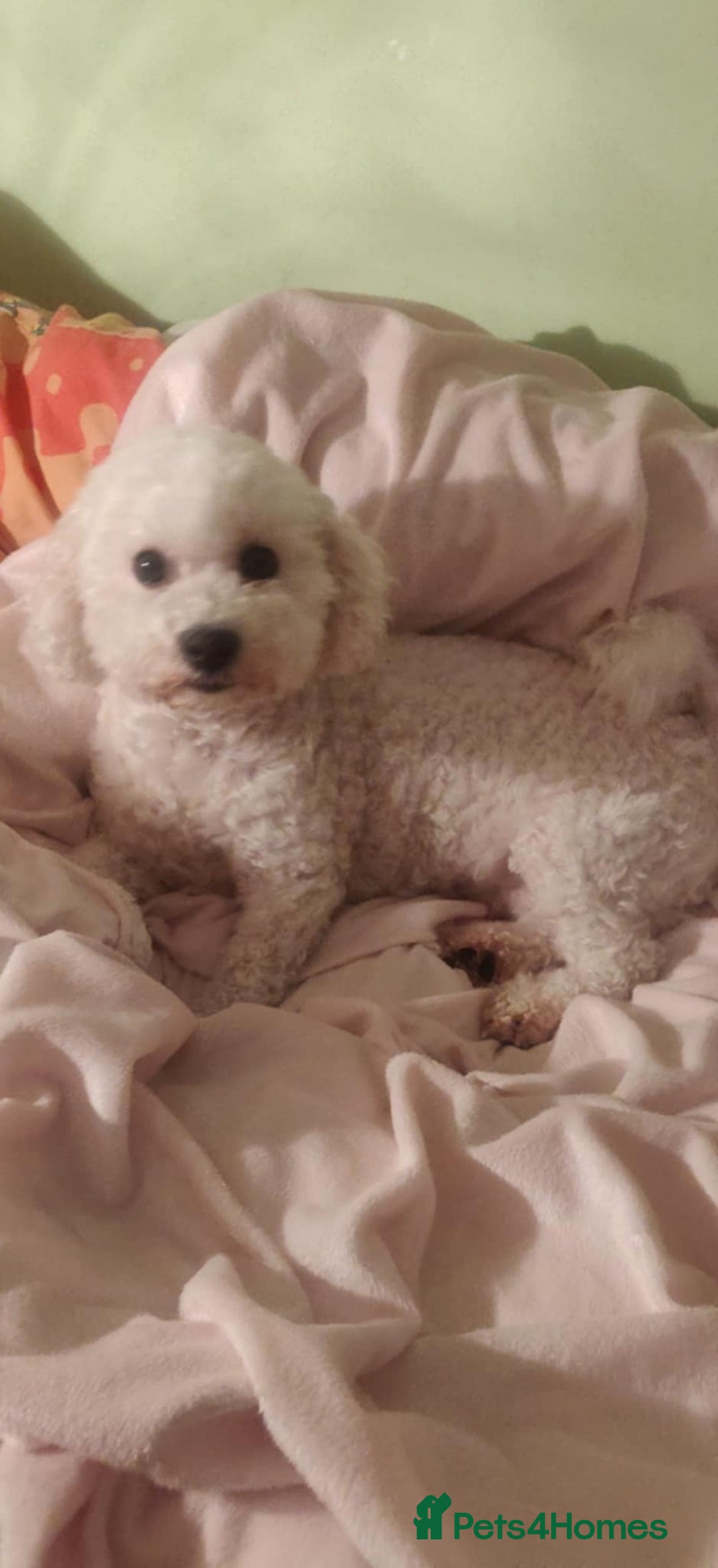 Maltipoo dogs for sale: Beautiful maltipoo puppys - Image 12
