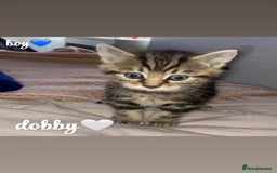 Mixed Breed cats for sale: 4 gorgeous kittens - Image 3