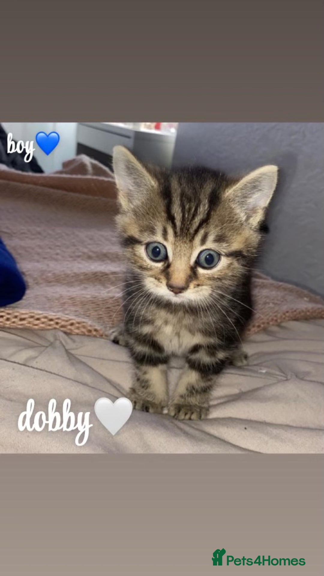 Mixed Breed cats for sale: 4 gorgeous kittens - Image 3