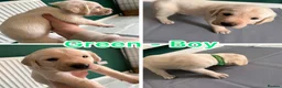 Labrador Retriever dogs for sale: Ready to leave labrador puppies 2girl 3male left  - Advert 9