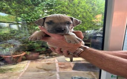 Great Dane dogs for sale: Champion Great Dane puppies for sale - Image 28