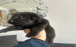 German Shepherd dogs for sale: ALFREDO  - Image 22