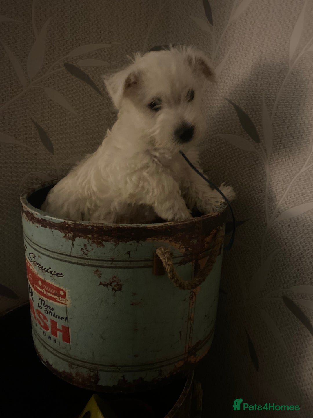 West Highland Terrier dogs for sale: Beautiful boy Westies  - Advert 7