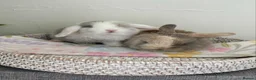 Mini Lop rabbits for sale: Baby Mini Lop's Ready To Leave 6th June in Birmingham - Advert 12