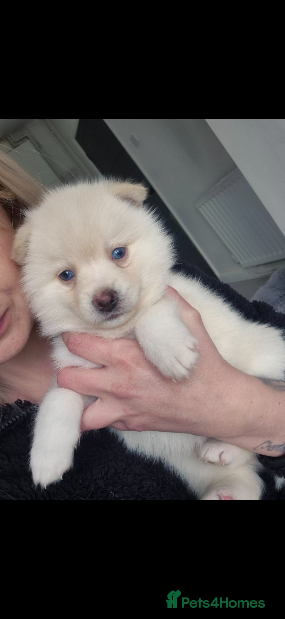 Pomsky dogs Toy size pomsky puppies  - Advert 3