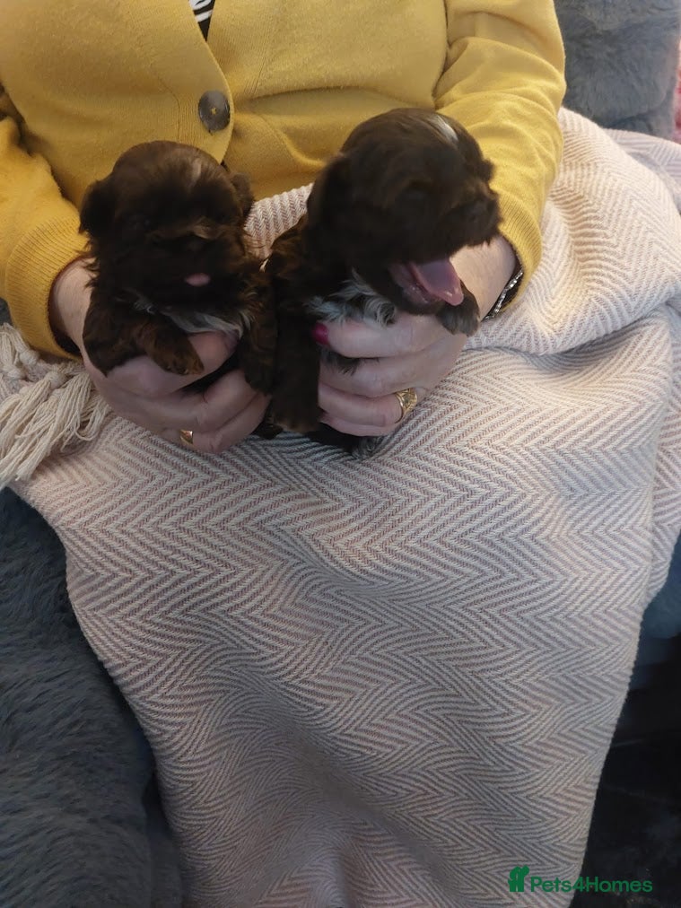 Shih Tzu dogs Imperial Shih Tzu - Advert 2