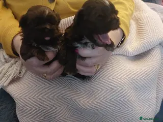 Shih Tzu dogs Imperial Shih Tzu - Advert 2