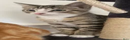 Mixed Breed cats for sale: Two adorable kittens for sale  - Advert 2