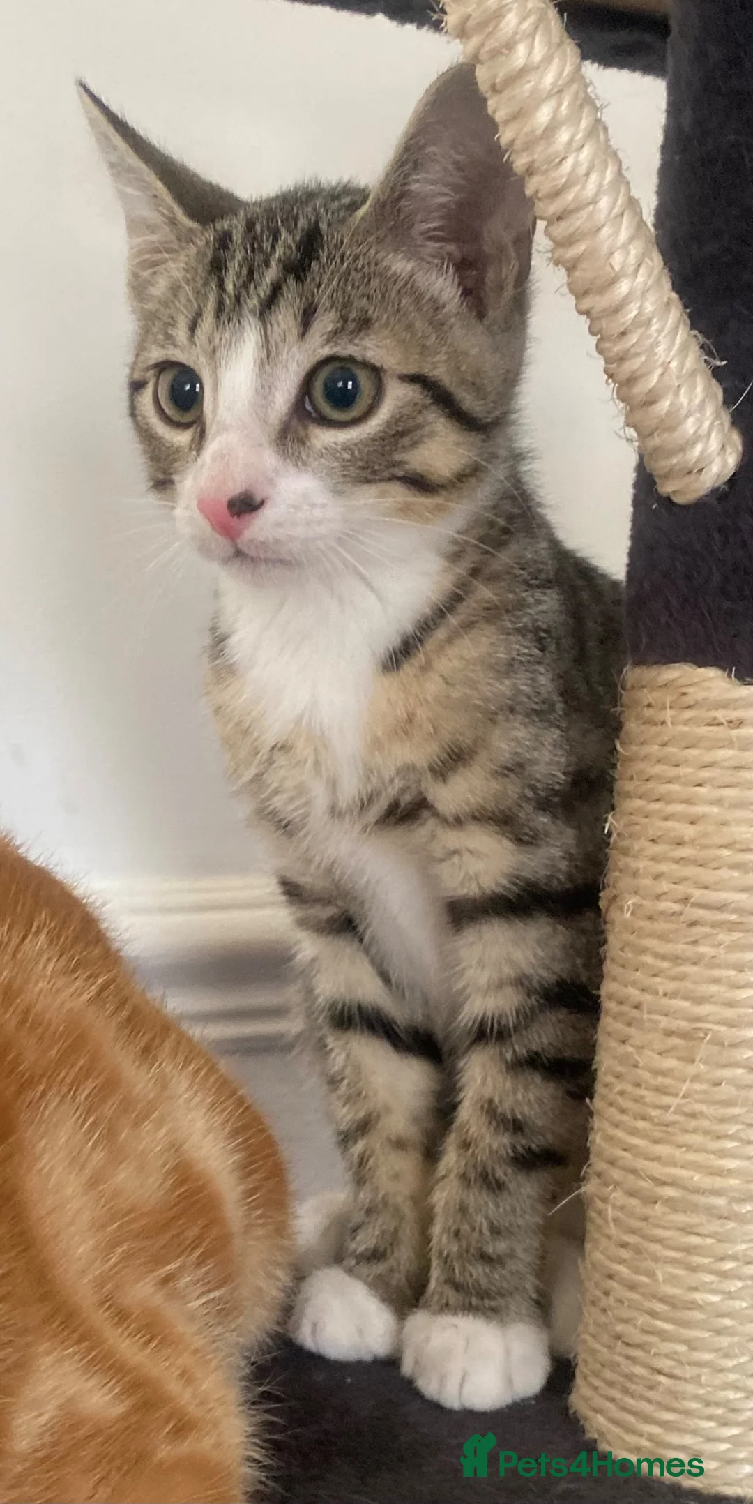 Mixed Breed cats for sale: Two adorable kittens for sale  - Advert 2