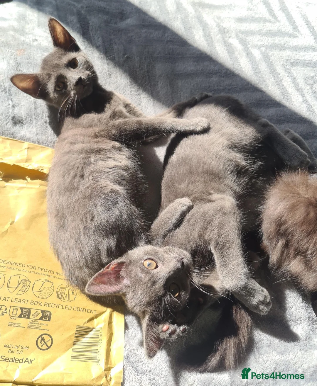 Mixed Breed cats for sale: Beautiful blue males - Advert 2