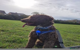 Cockapoo dogs for sale: Cockapoo for Sale - Image 2