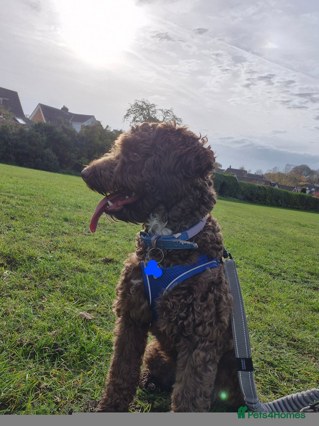 Cockapoo dogs for sale: Cockapoo for Sale - Image 2