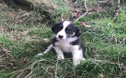 Border Collie dogs for sale: Border Collies Farmbred  - Image 8