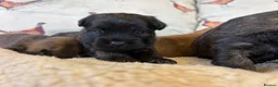 Mixed Breed dogs for sale: Cairn x Patterdale  - Advert 11