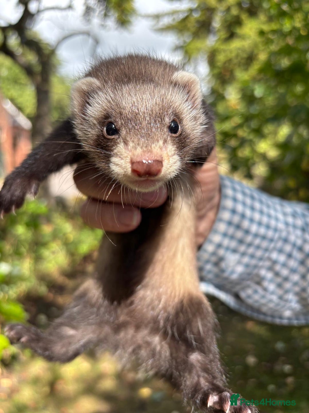 Ferret rodents for sale: Baby ferrets - Image 2