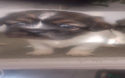 Mixed Breed dogs for sale: Lovely little shitzu cross puppies  - Image 13