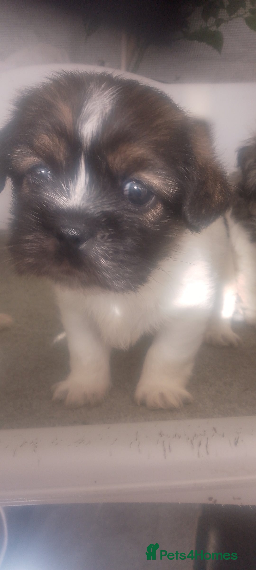 Mixed Breed dogs for sale: Lovely little shitzu cross puppies  - Image 13