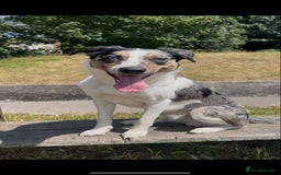 Australian Shepherd dogs for stud: Male Australian Shepard ready to stud - Image 1