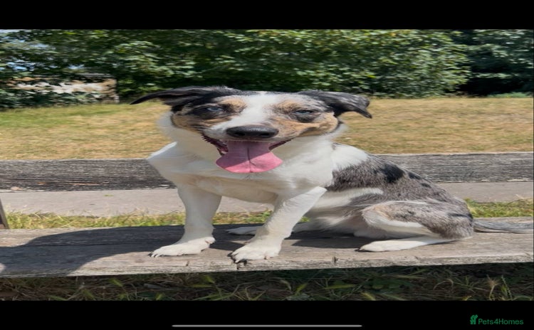 Australian Shepherd dogs - Advert 1