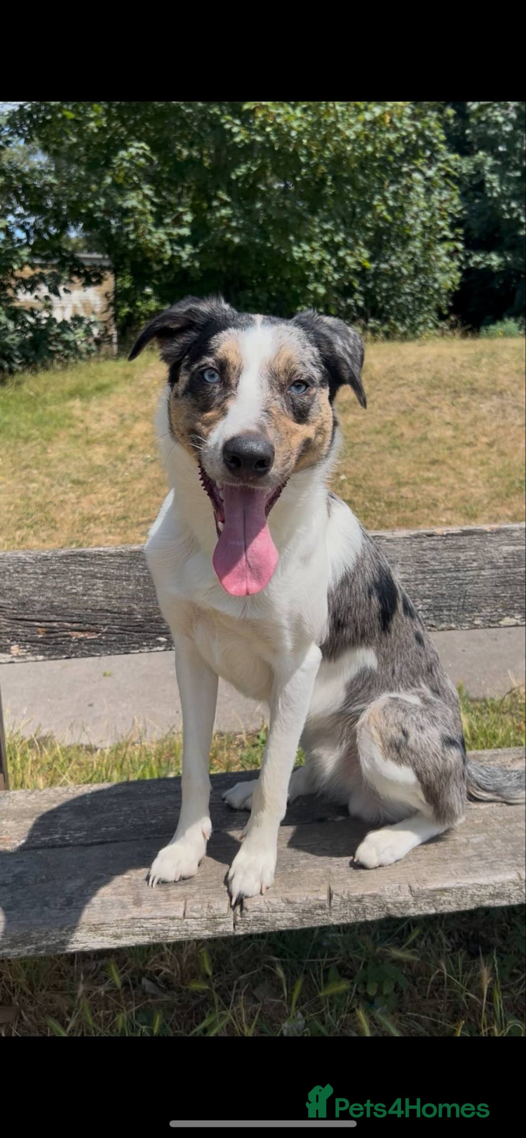 Australian Shepherd dogs for stud: Male Australian Shepard ready to stud - Image 1