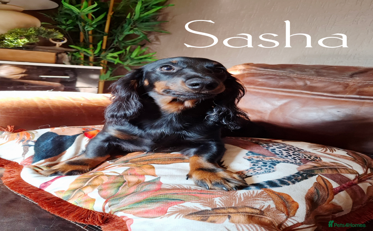 Miniature Dachshund dogs in Stafford - Advert 1