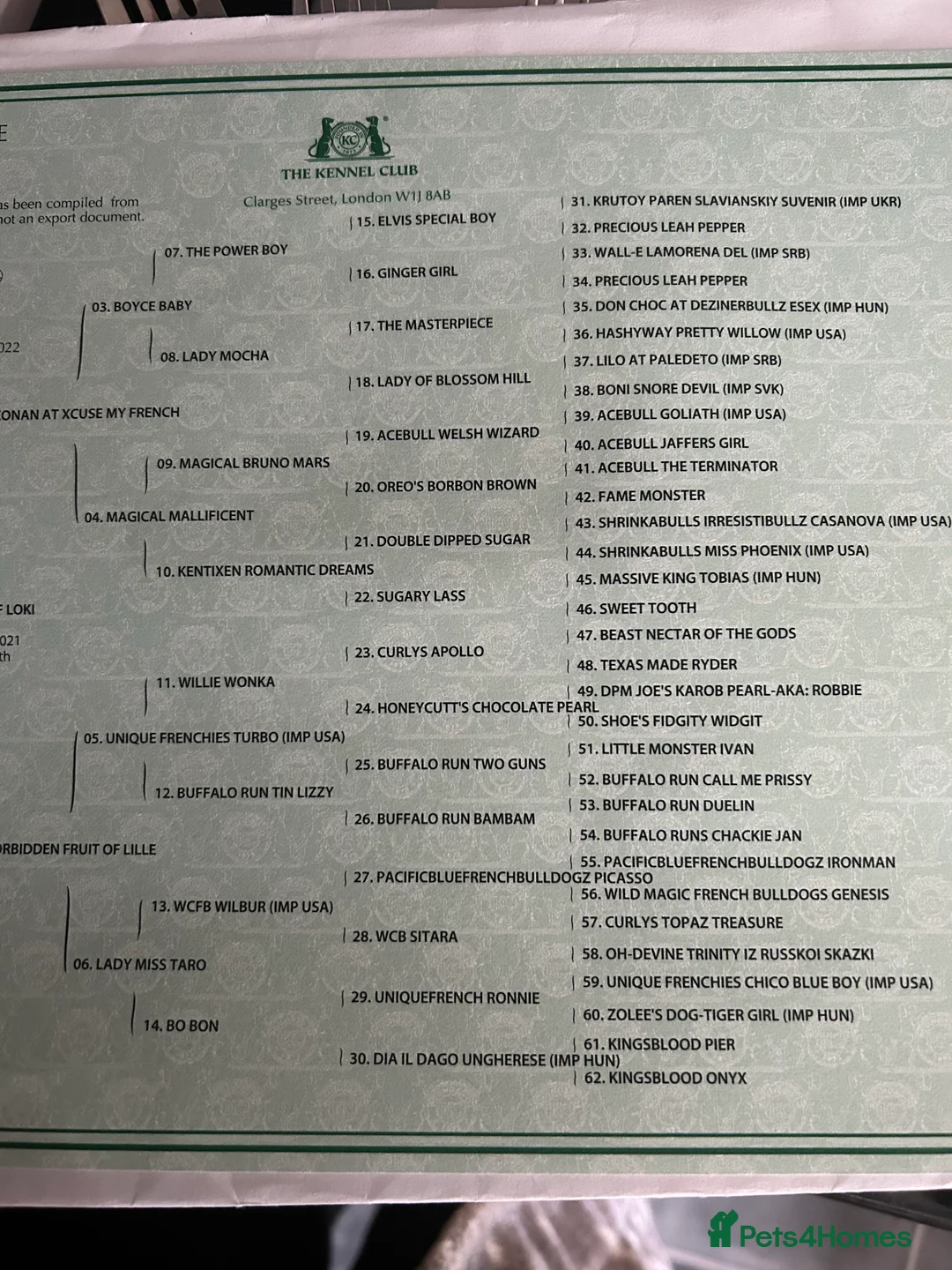 French Bulldog dogs for stud: LOKI “THE SON OF MISCHIEF” lilac Tan  in Coatbridge - Advert 14