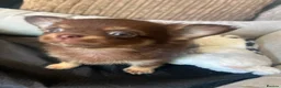 Chihuahua dogs for sale: Chihuahua puppies Russian ancesry with apple head  - Advert 13