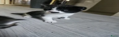 Maine Coon Kitten 3