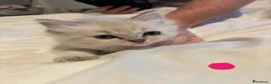 Ragdoll 7