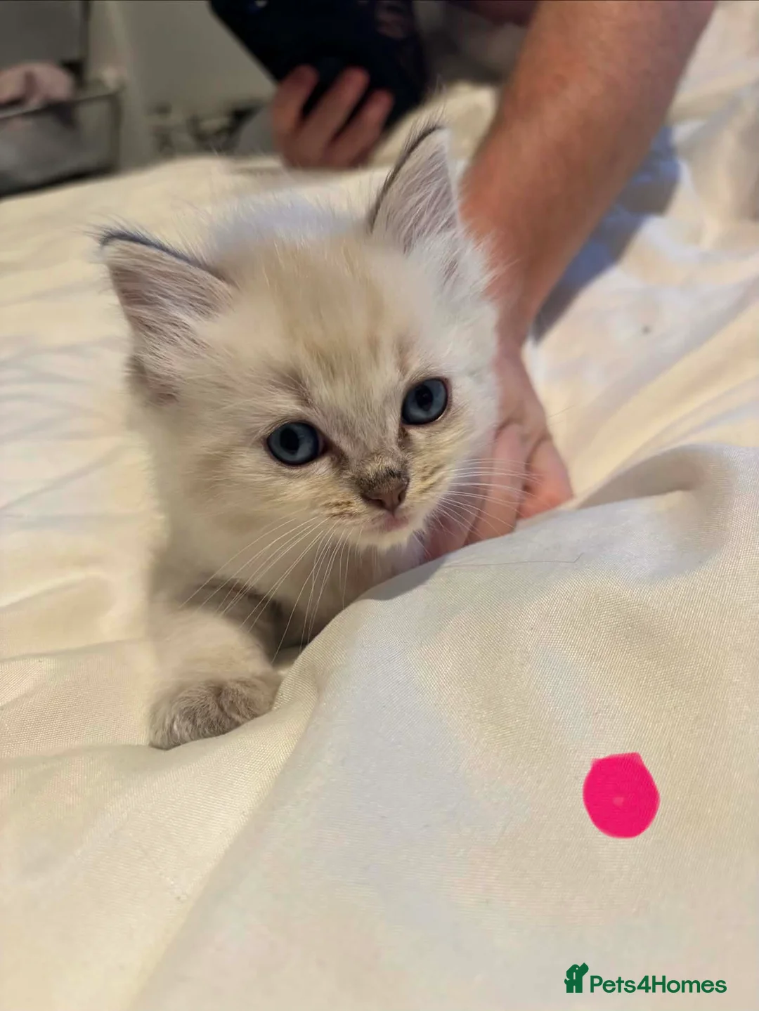 Ragdoll cats for sale: Ragdoll kittens - Advert 2