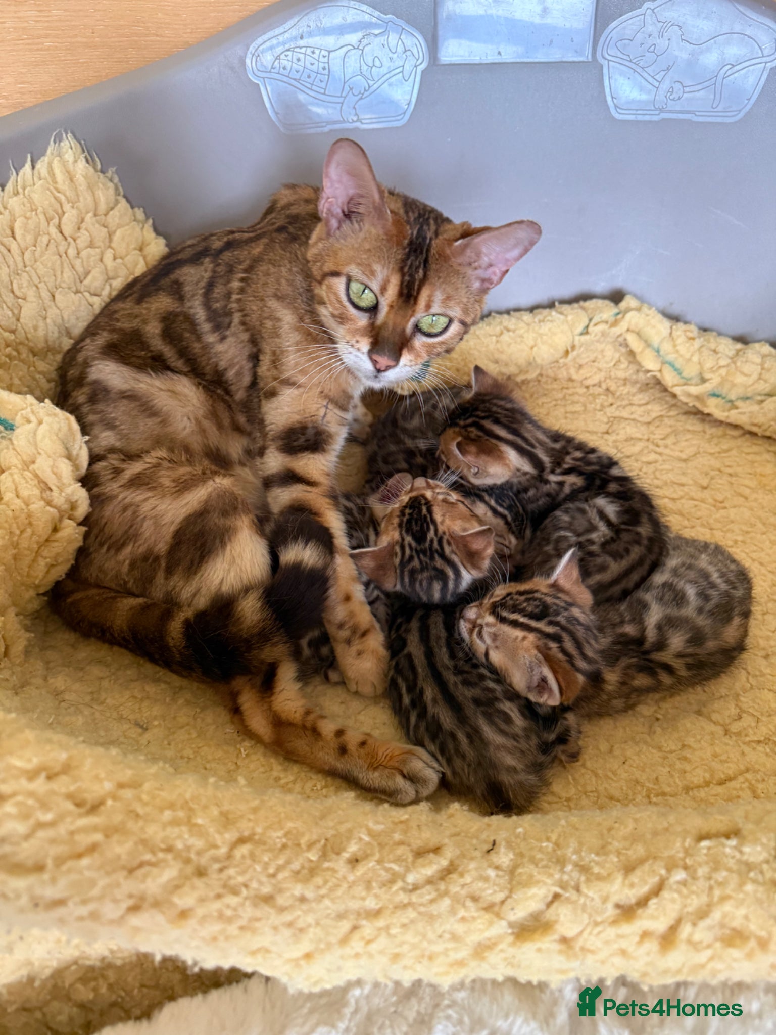 Bengal cats TICA 🐆 Pedigree Bengal Kittens 🩷 wait list  - Advert 10