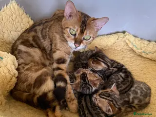 Bengal cats TICA 🐆 Pedigree Bengal Kittens 🩷 wait list - Advert 10