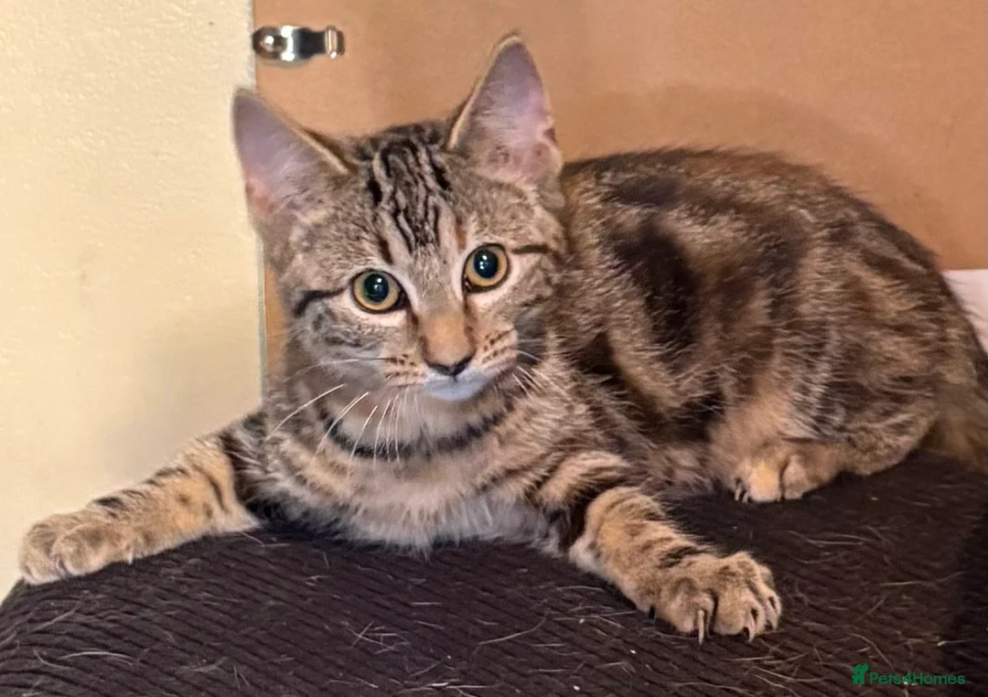 Mixed Breed cats for sale: KITTENS LOOKING FOR HOMES in Malton - Advert 2