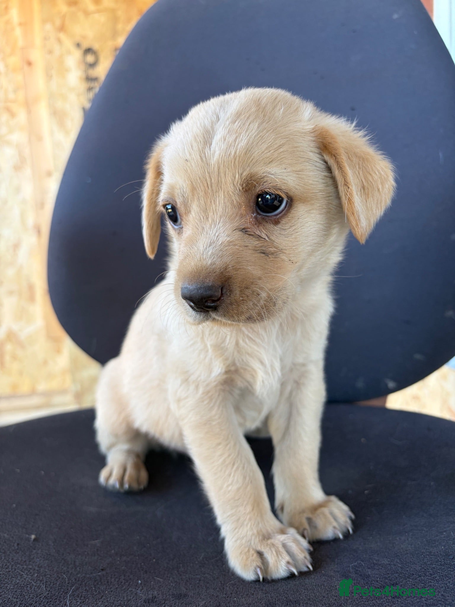 Labrador Retriever dogs Labrador puppies ready to go in a week - Advert 1