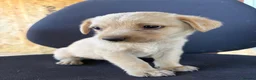 Labrador Retriever dogs for sale: Labrador puppies ready to go in a week - Advert 1
