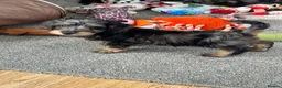 Doxiepoo dogs for sale: Stunning dachshund/poodle pups - Advert 18