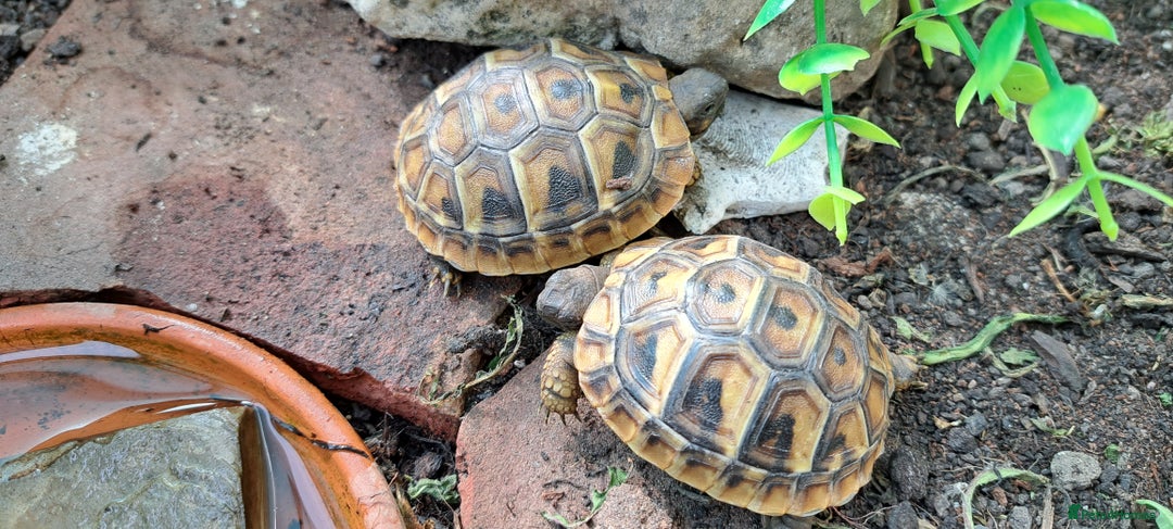 Tortoise reptiles for sale: 2025 Home Hatched Hermanns Tortoises For Sale - Image 1