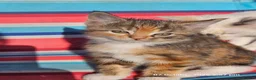 Mixed Breed cats for sale: Adorable 6 kittens Looking for Their Loving Homes! - Advert 4
