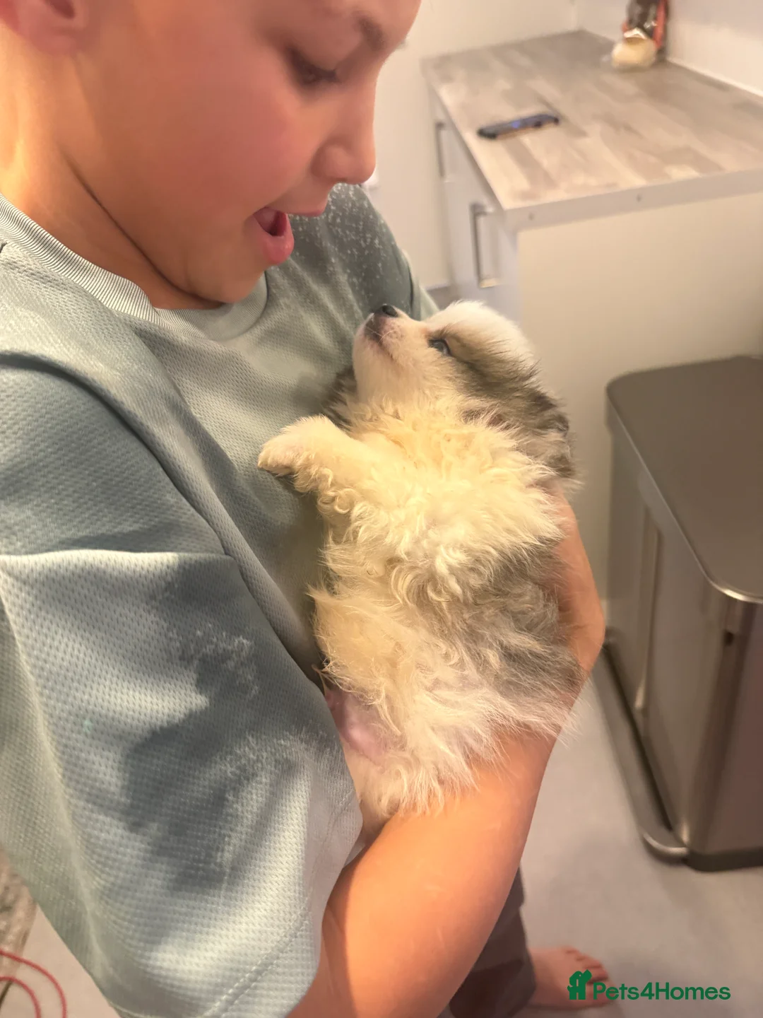 Pomeranian dogs for sale: Beautiful Pomeranian Puppy - Advert 1