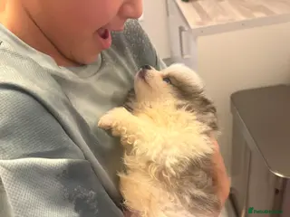 Pomeranian dogs Beautiful Pomeranian Puppy - Advert 1