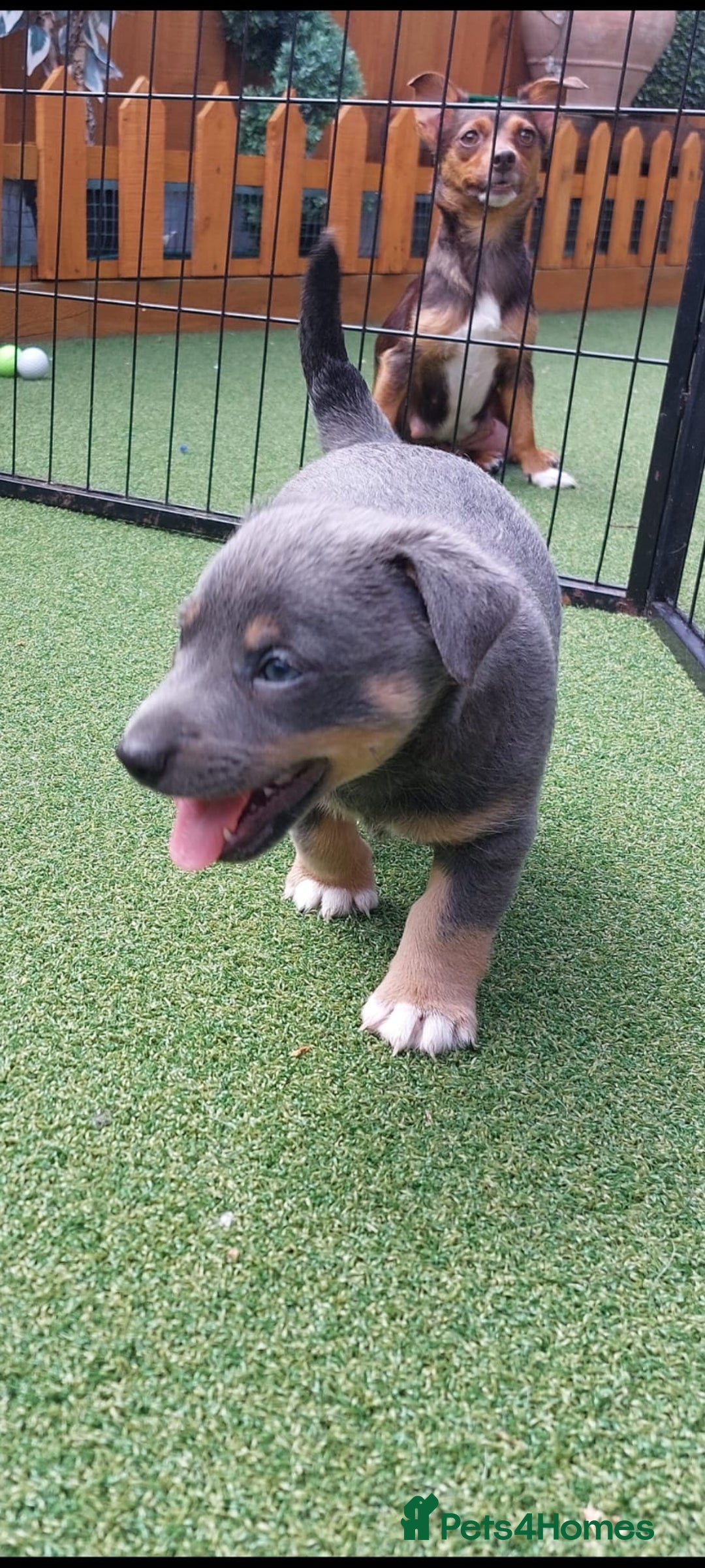 Jack Russell dogs for sale: Lilac/Blue Jack Russell puppies  in Hornchurch - Image 37